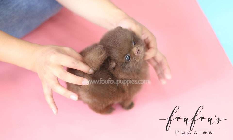 Dolce-Pomeranian F.