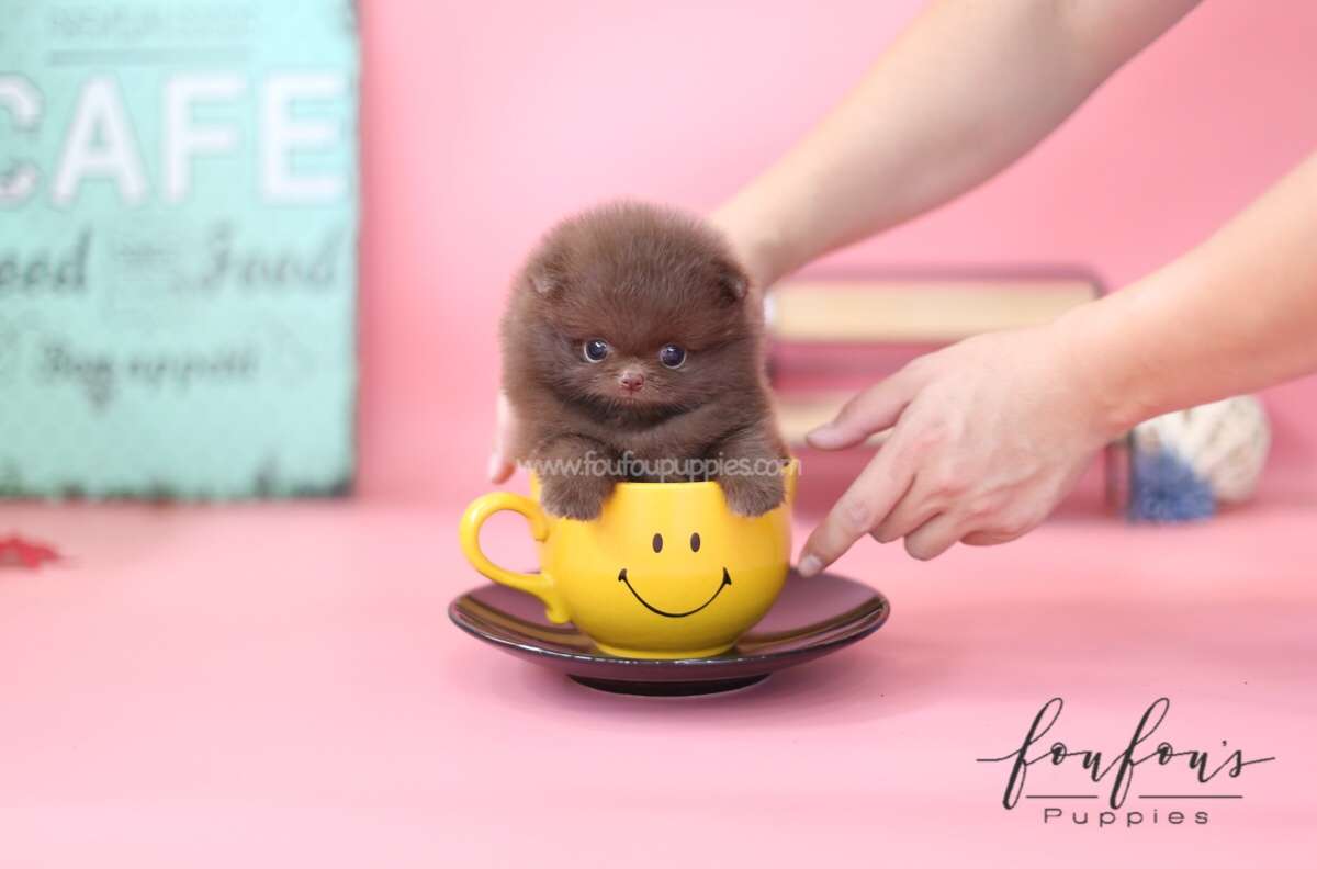 Dolce-Pomeranian F.