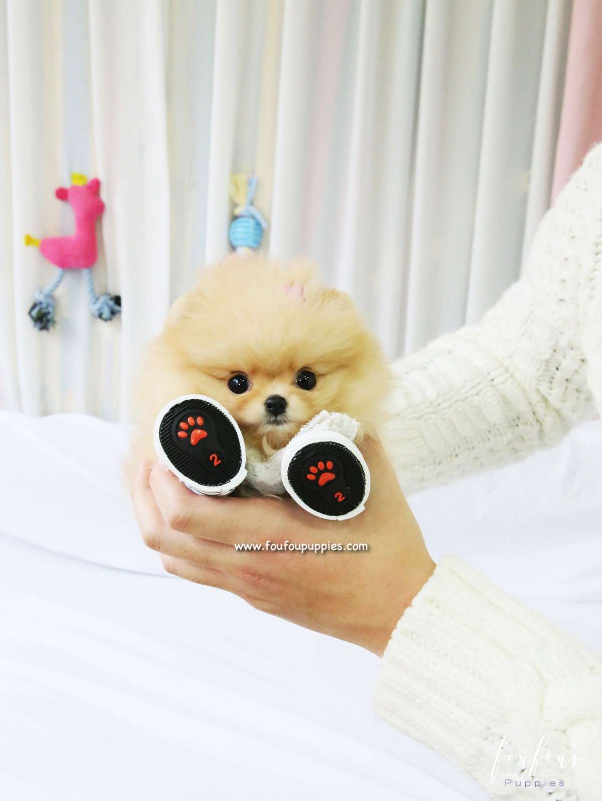 Dolce - Pomeranian F.