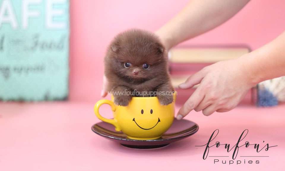 Dolce-Pomeranian F.