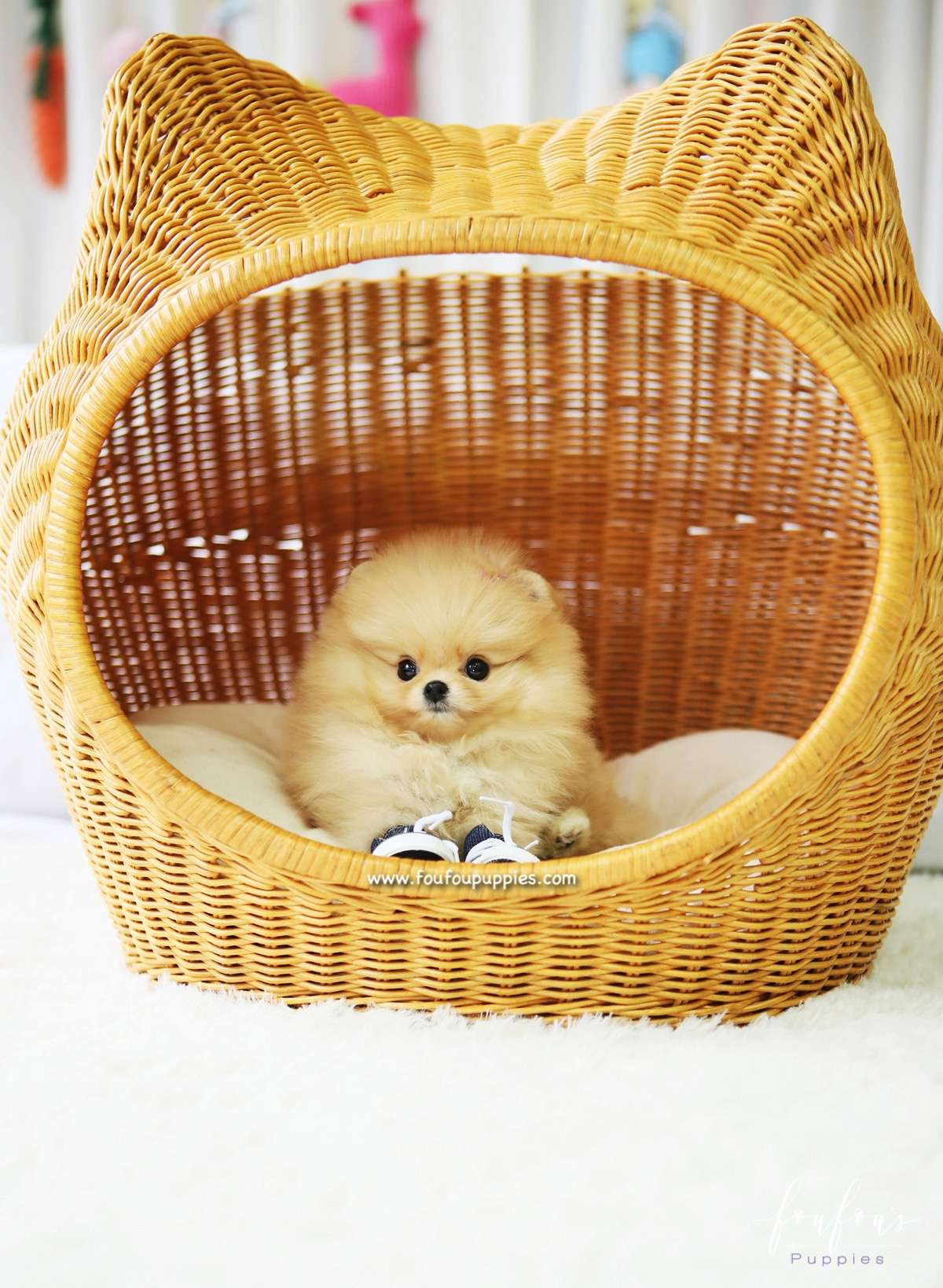 Dolce - Pomeranian F.