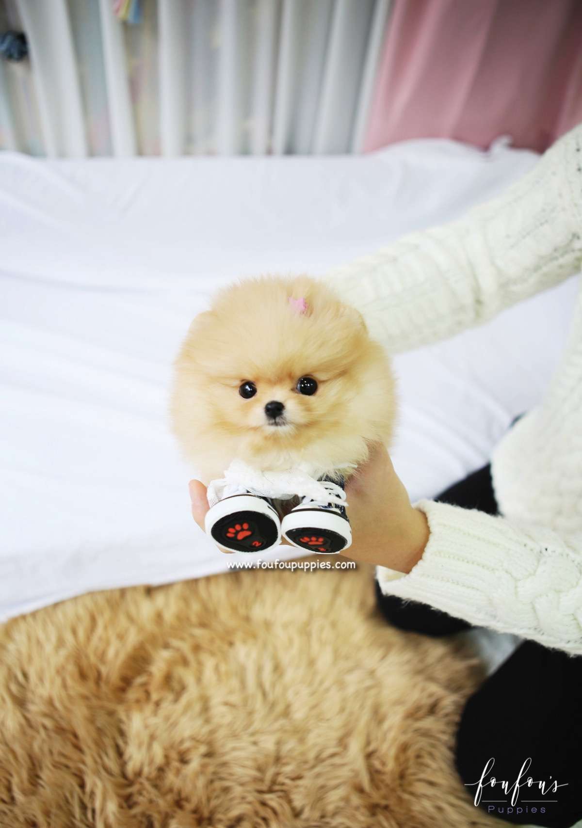 Dolce - Pomeranian F.