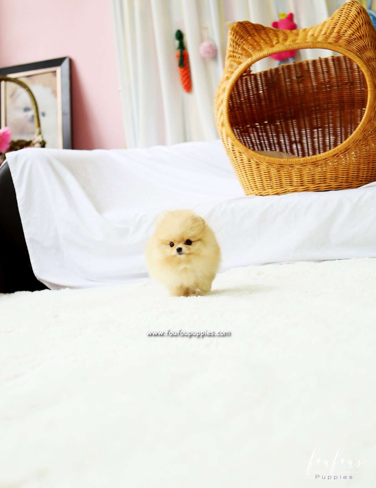 Dolce - Pomeranian F.