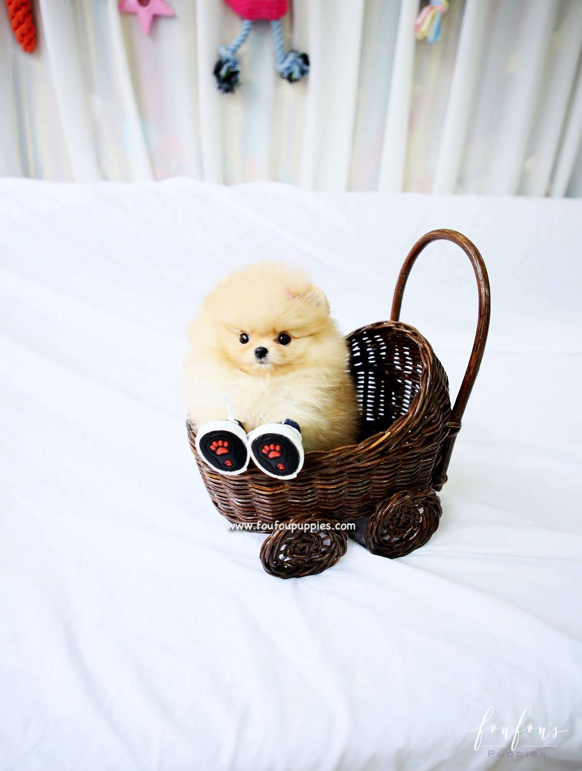 Dolce - Pomeranian F.
