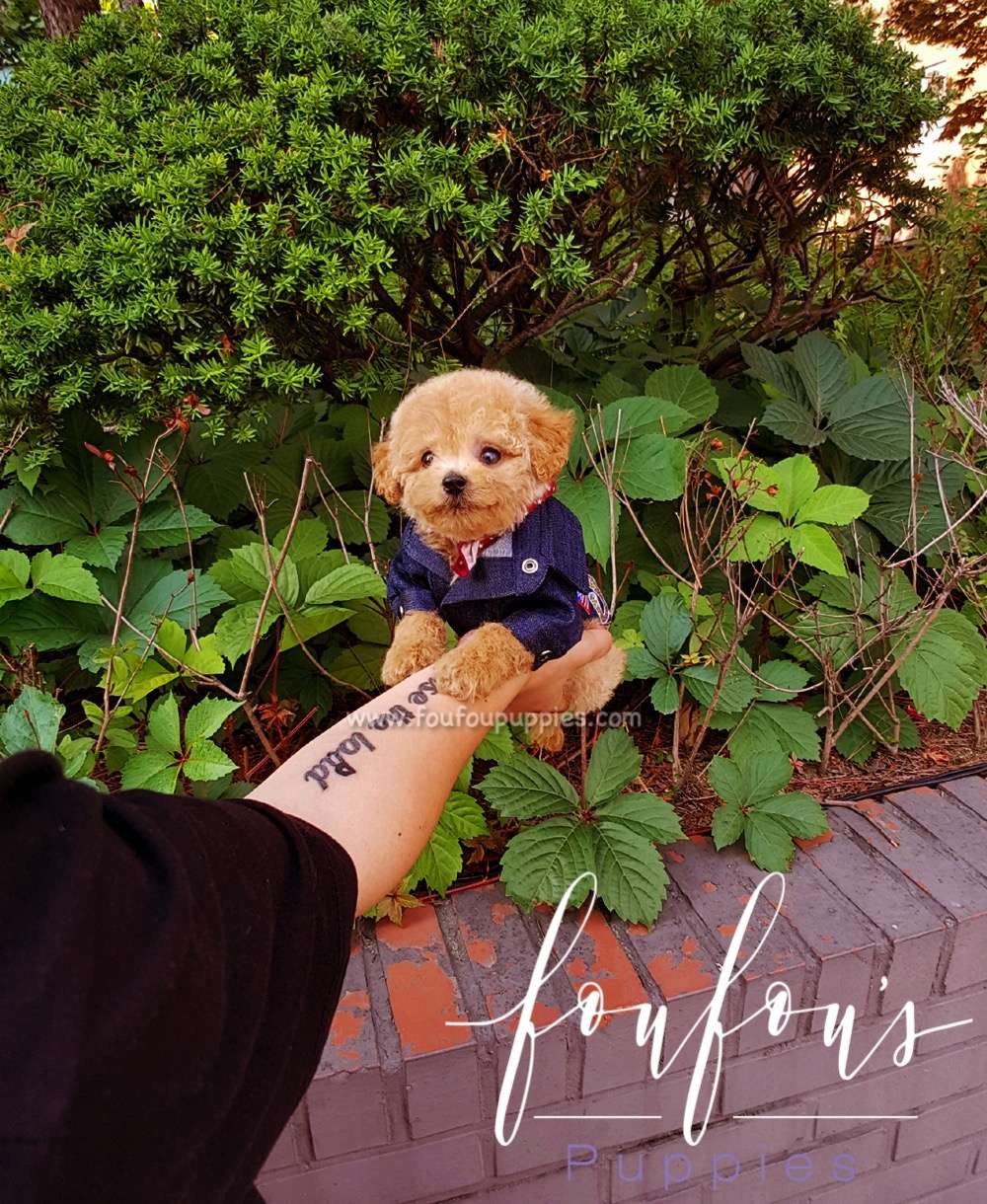 Ralph - Golden Doodle