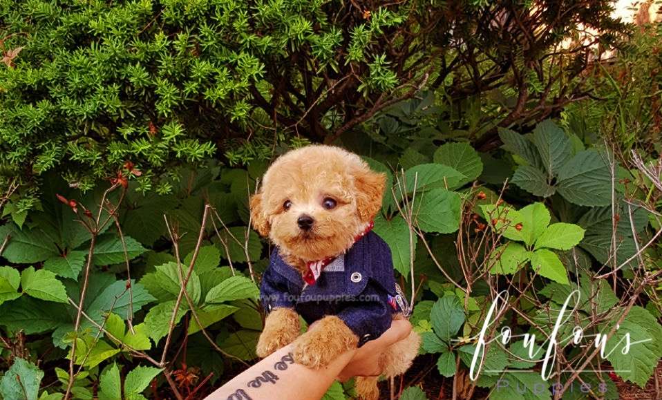 Ralph - Golden Doodle