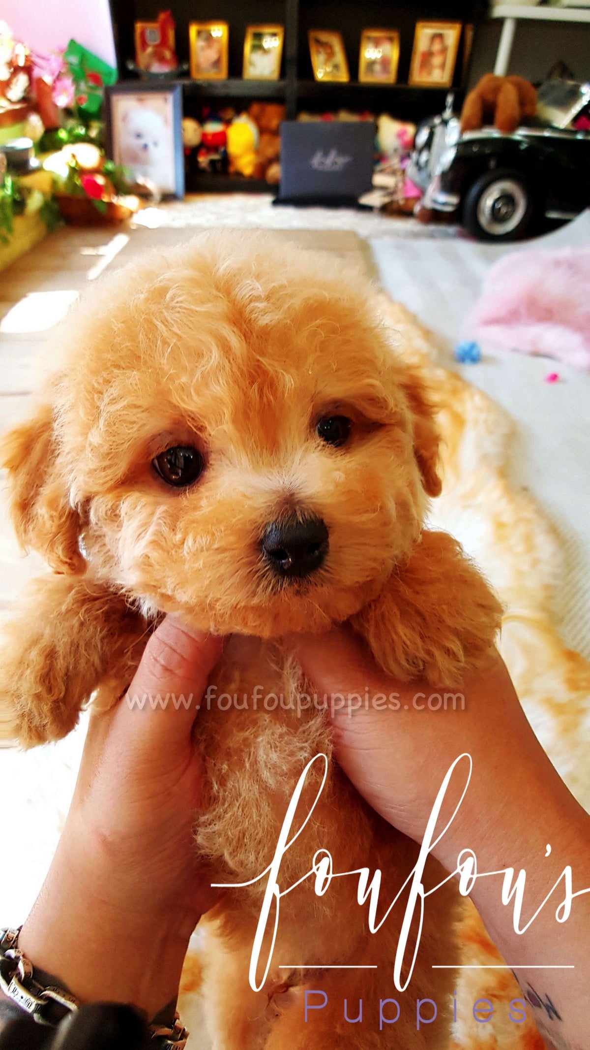 Ralph - Golden Doodle