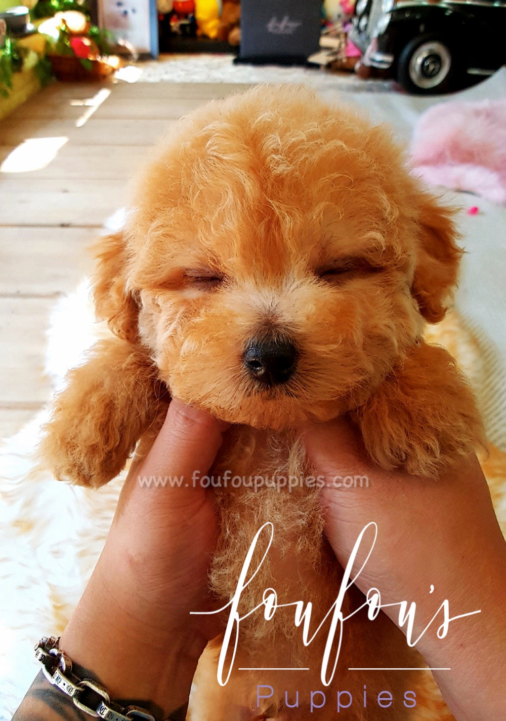 Ralph - Golden Doodle