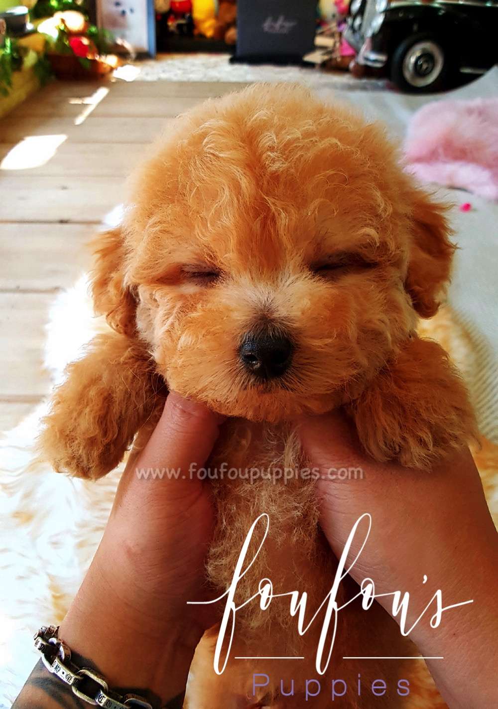 Ralph - Golden Doodle