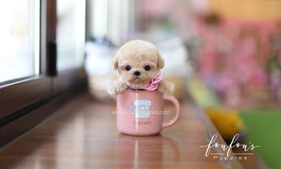 Duke - Poodle M.