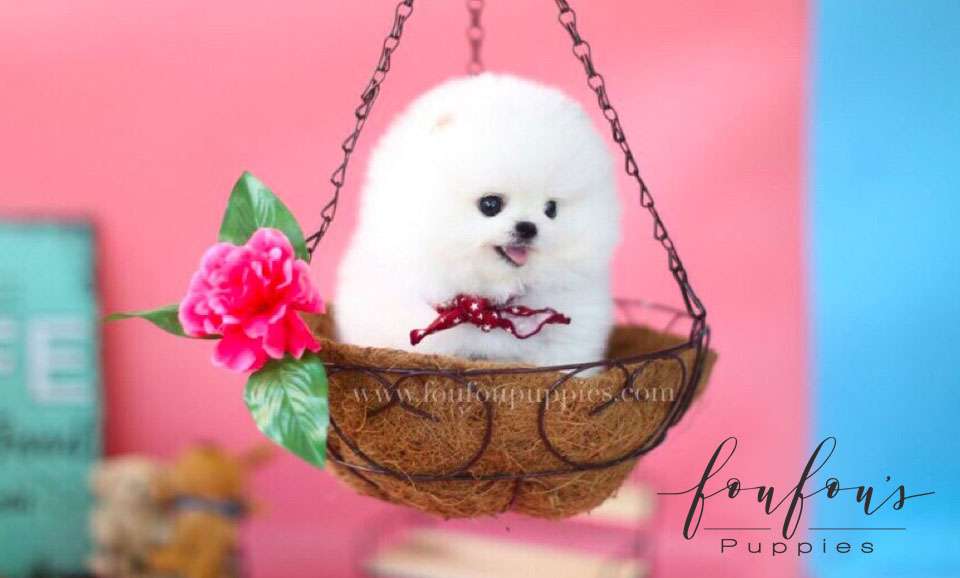 Ellis-Pomeranian M.
