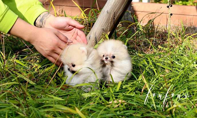 Hakuna & Matata - Pomeranian M. (Price is for each puppy)