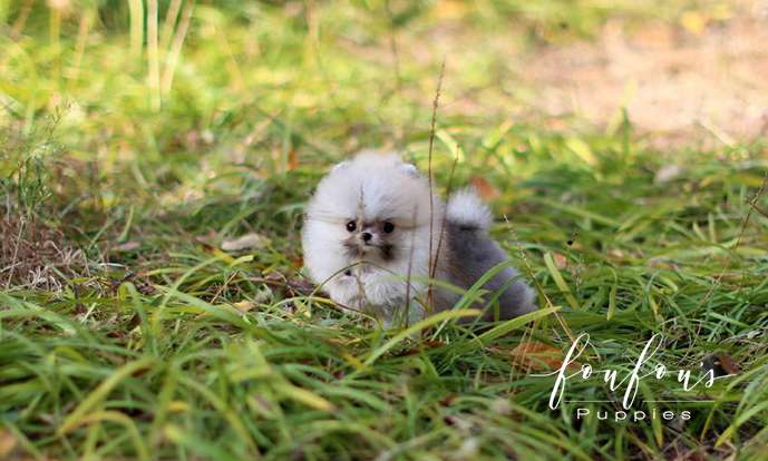 Hakuna & Matata - Pomeranian M. (Price is for each puppy)