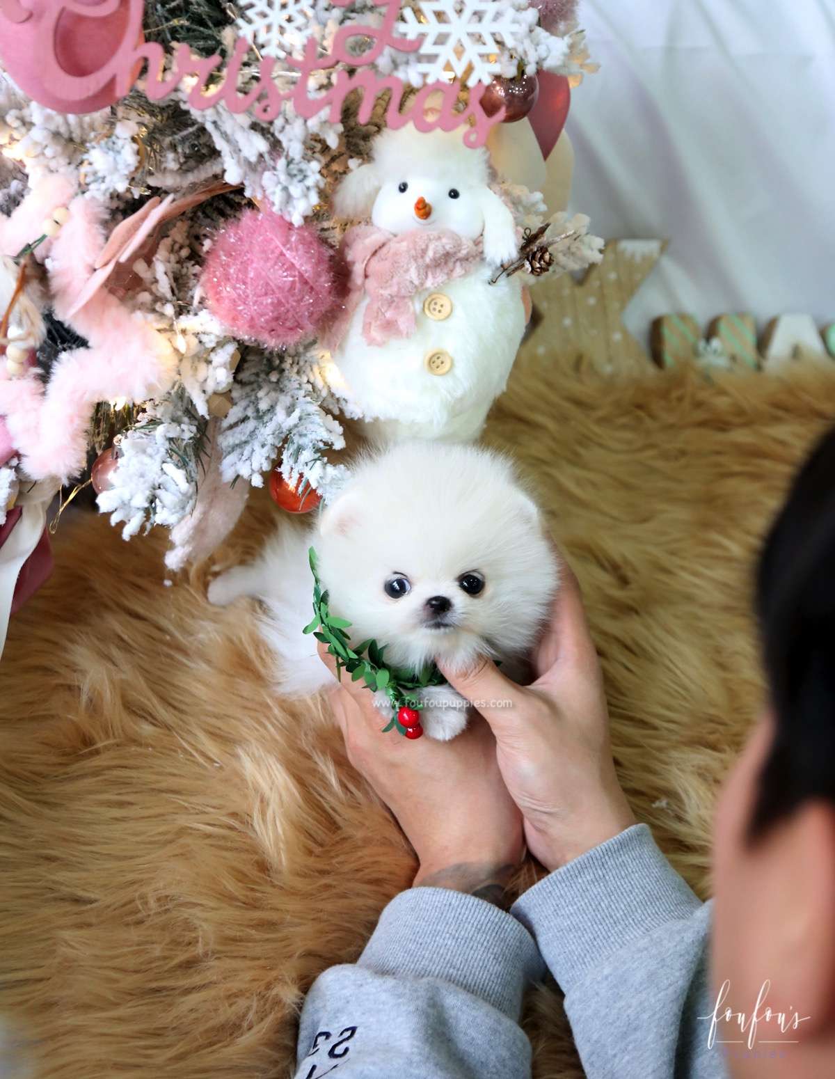 Elsa - Pomeranian F.
