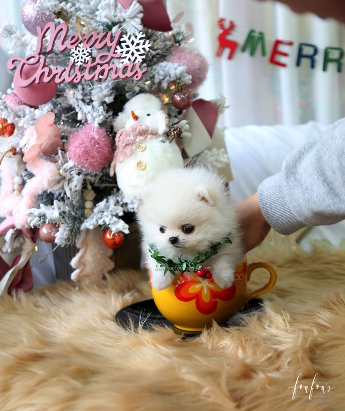 Elsa - Pomeranian F.