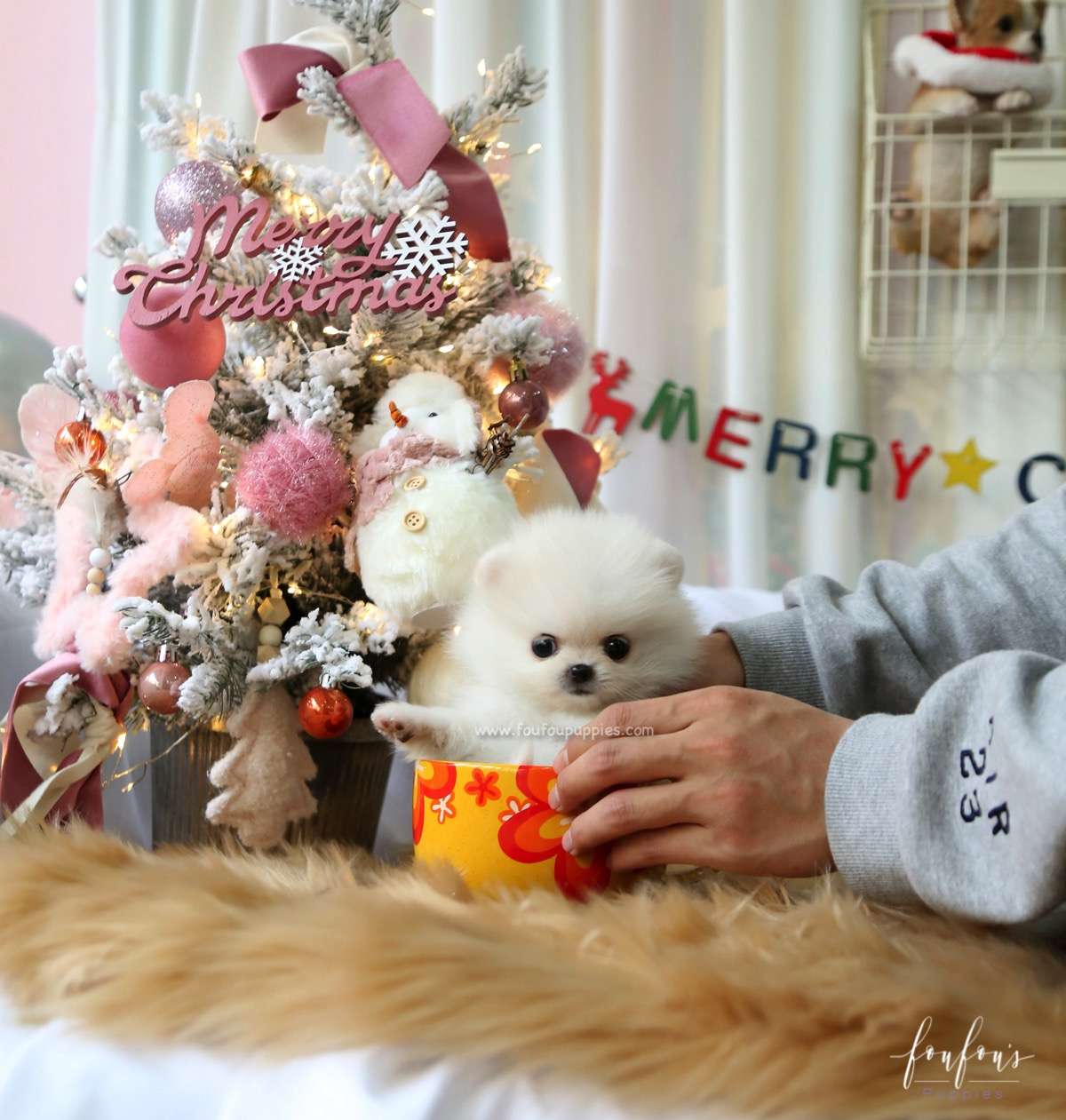 Elsa - Pomeranian F.