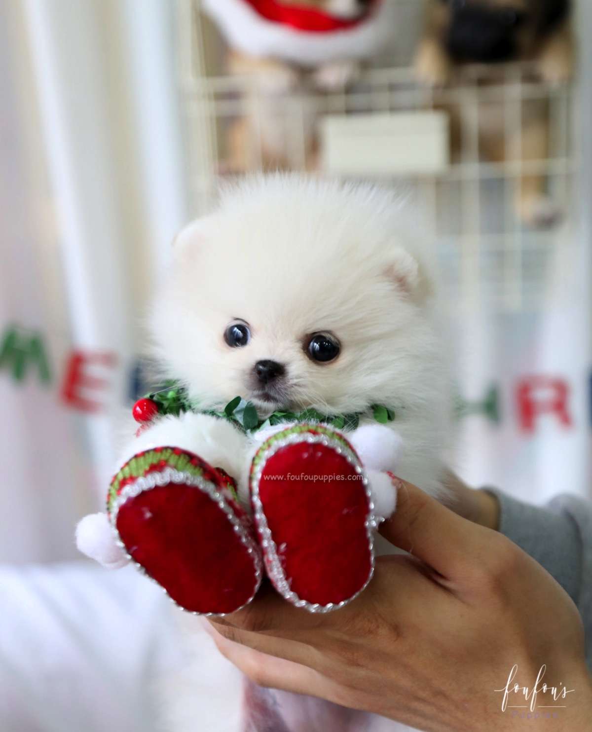 Elsa - Pomeranian F.