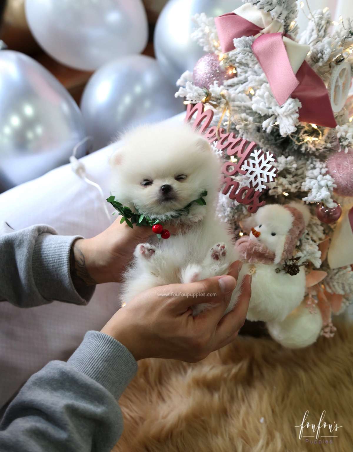 Elsa - Pomeranian F.