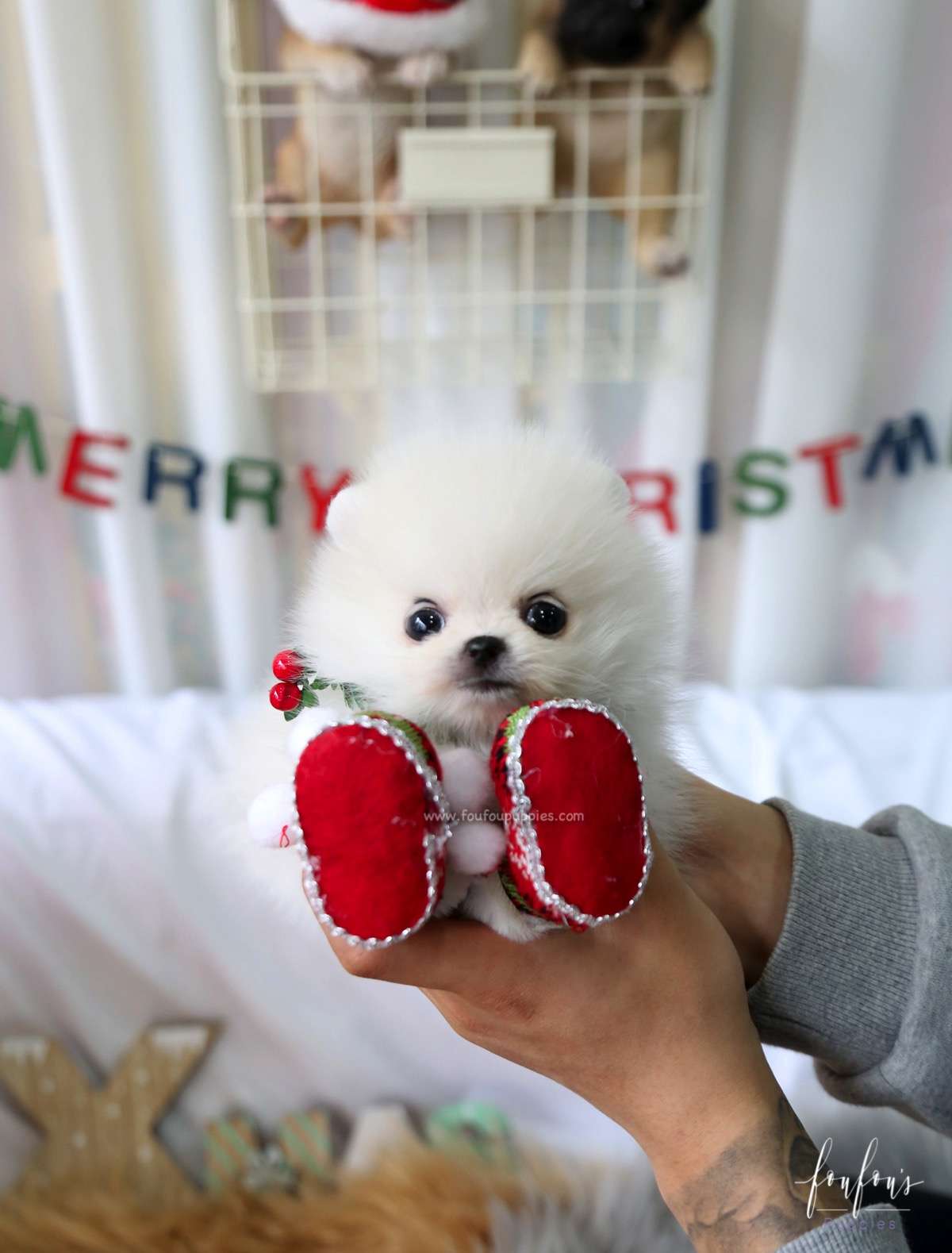 Elsa - Pomeranian F.
