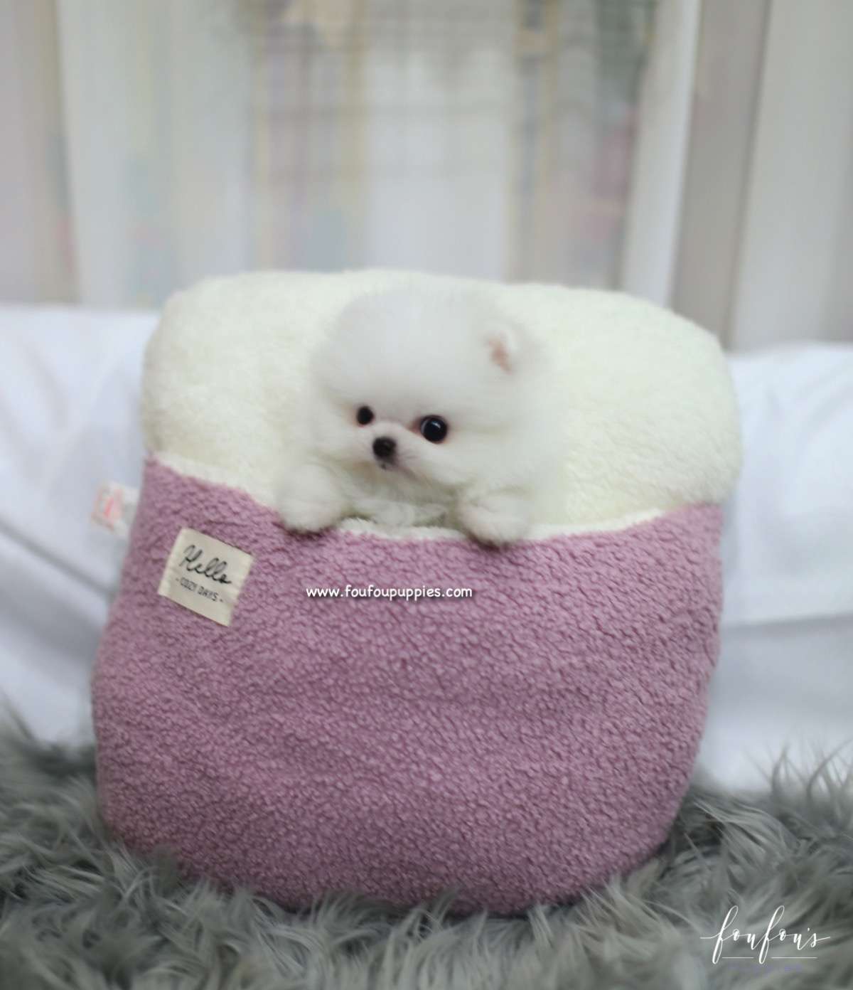 Bella - Pomeranian F.