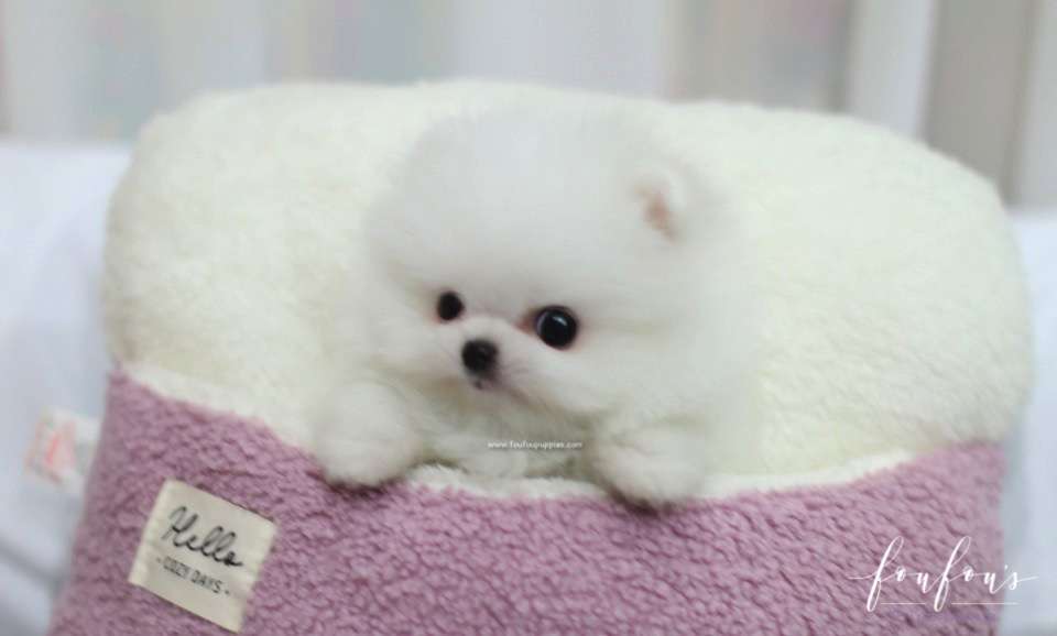 Bella - Pomeranian F.