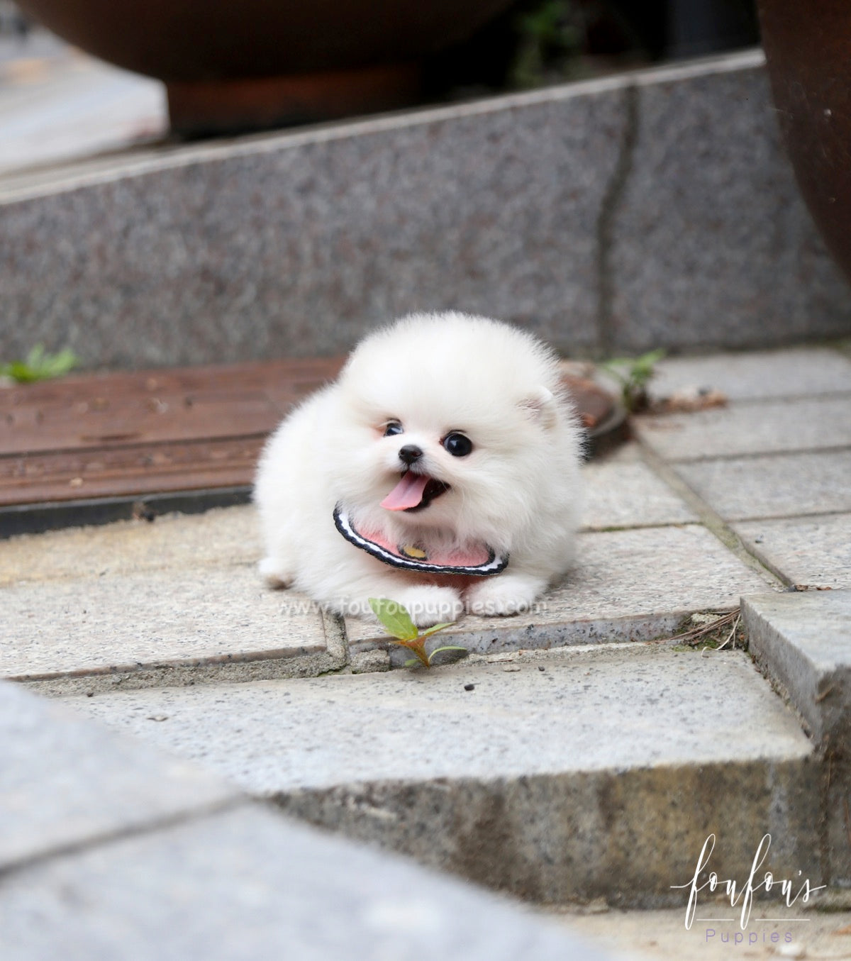 Coco - Pomeranian F.