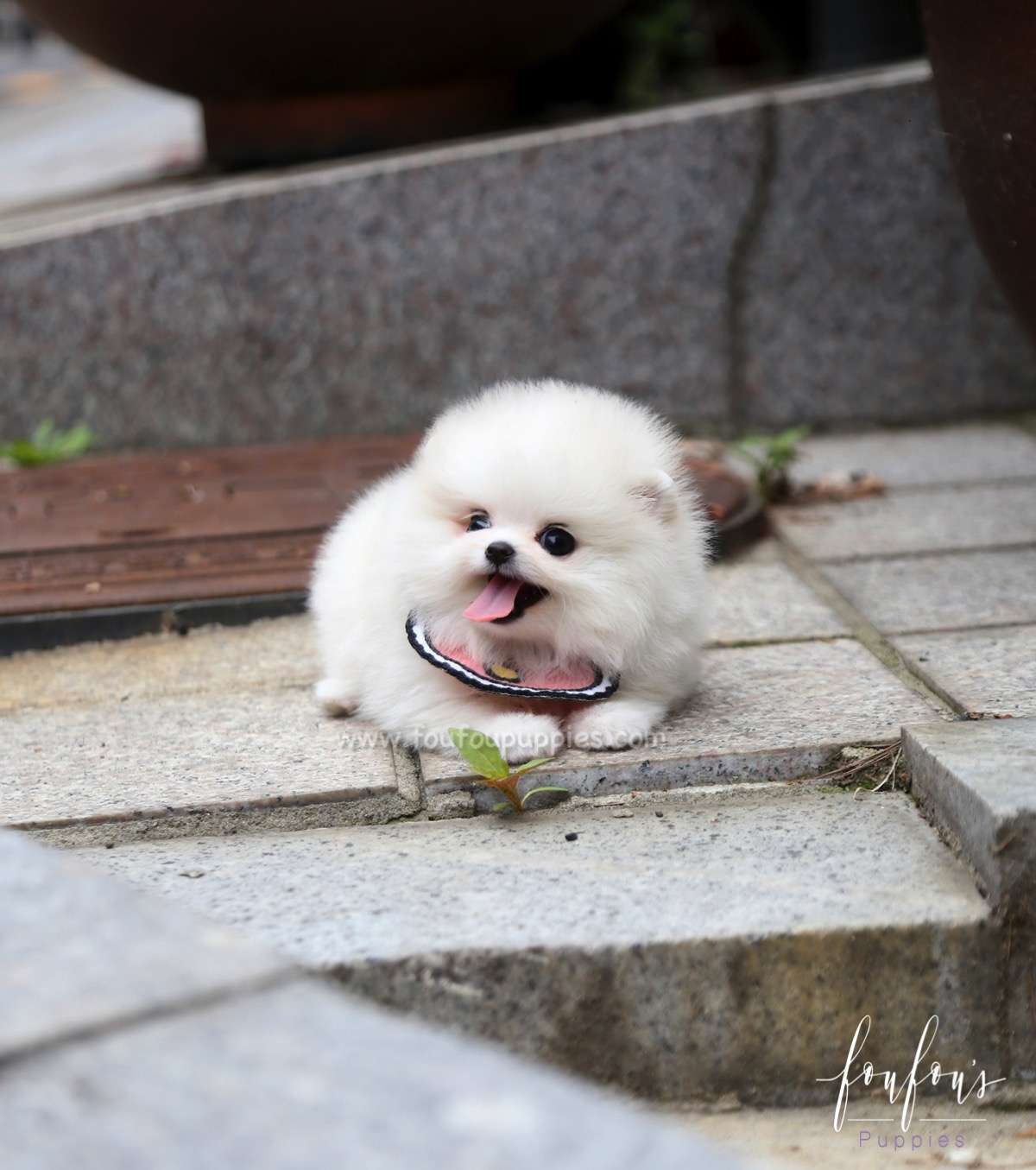 Coco - Pomeranian F.