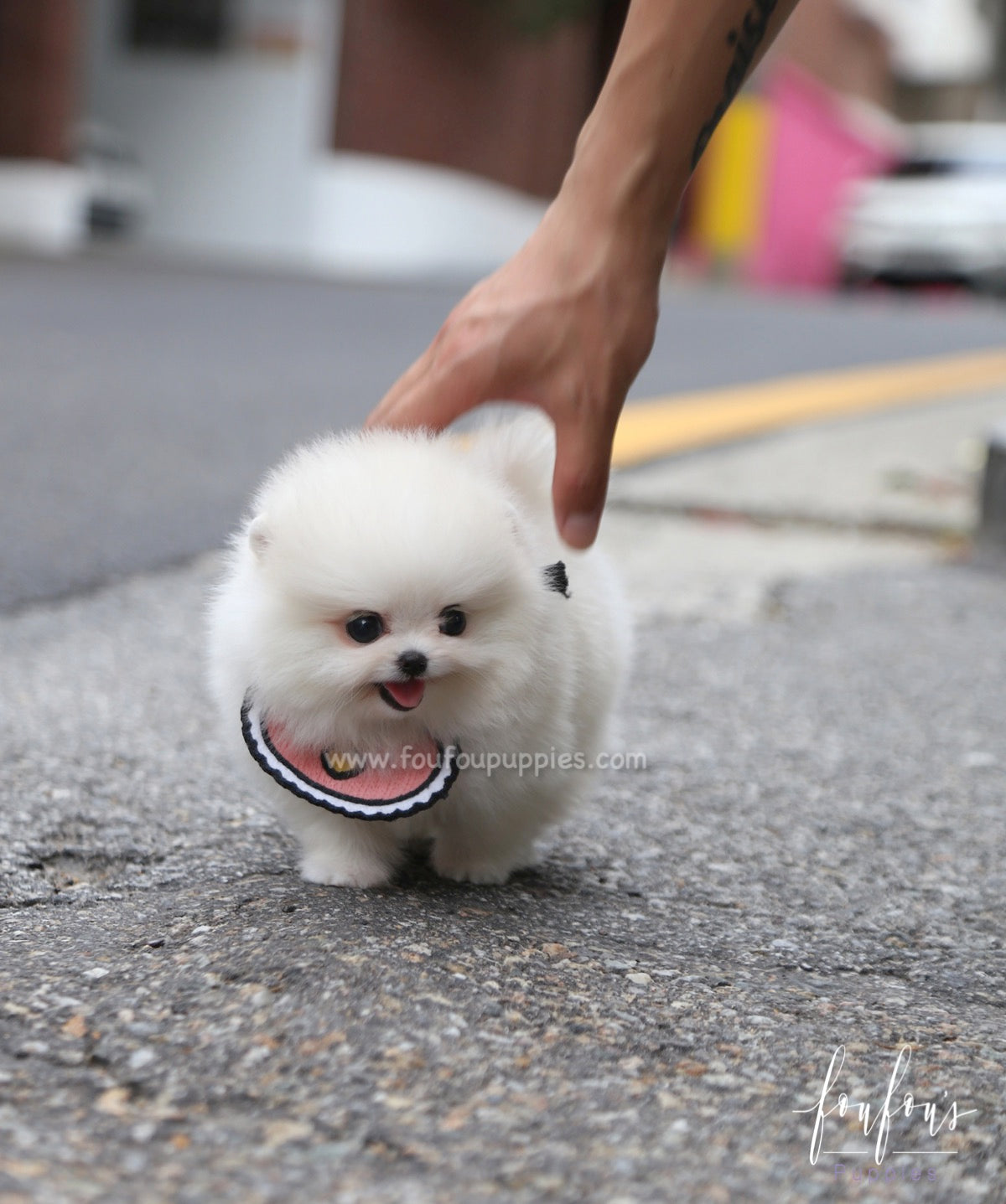 Coco - Pomeranian F.