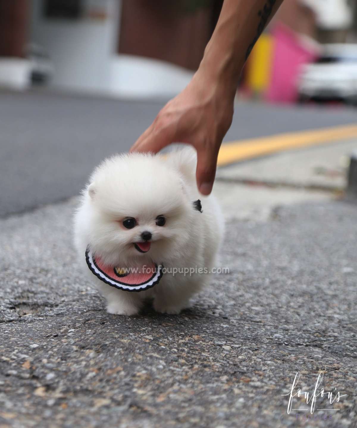 Coco - Pomeranian F.