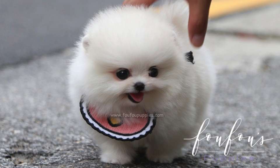 Coco - Pomeranian F.