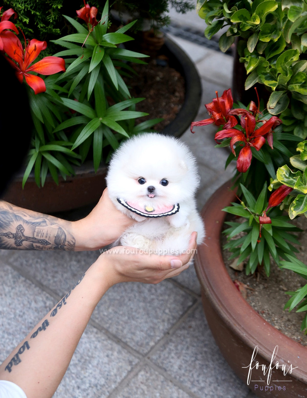 Coco - Pomeranian F.