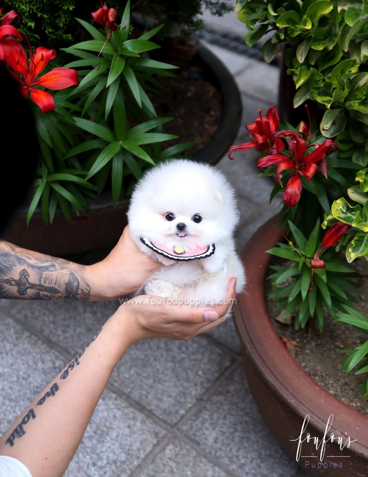 Coco - Pomeranian F.