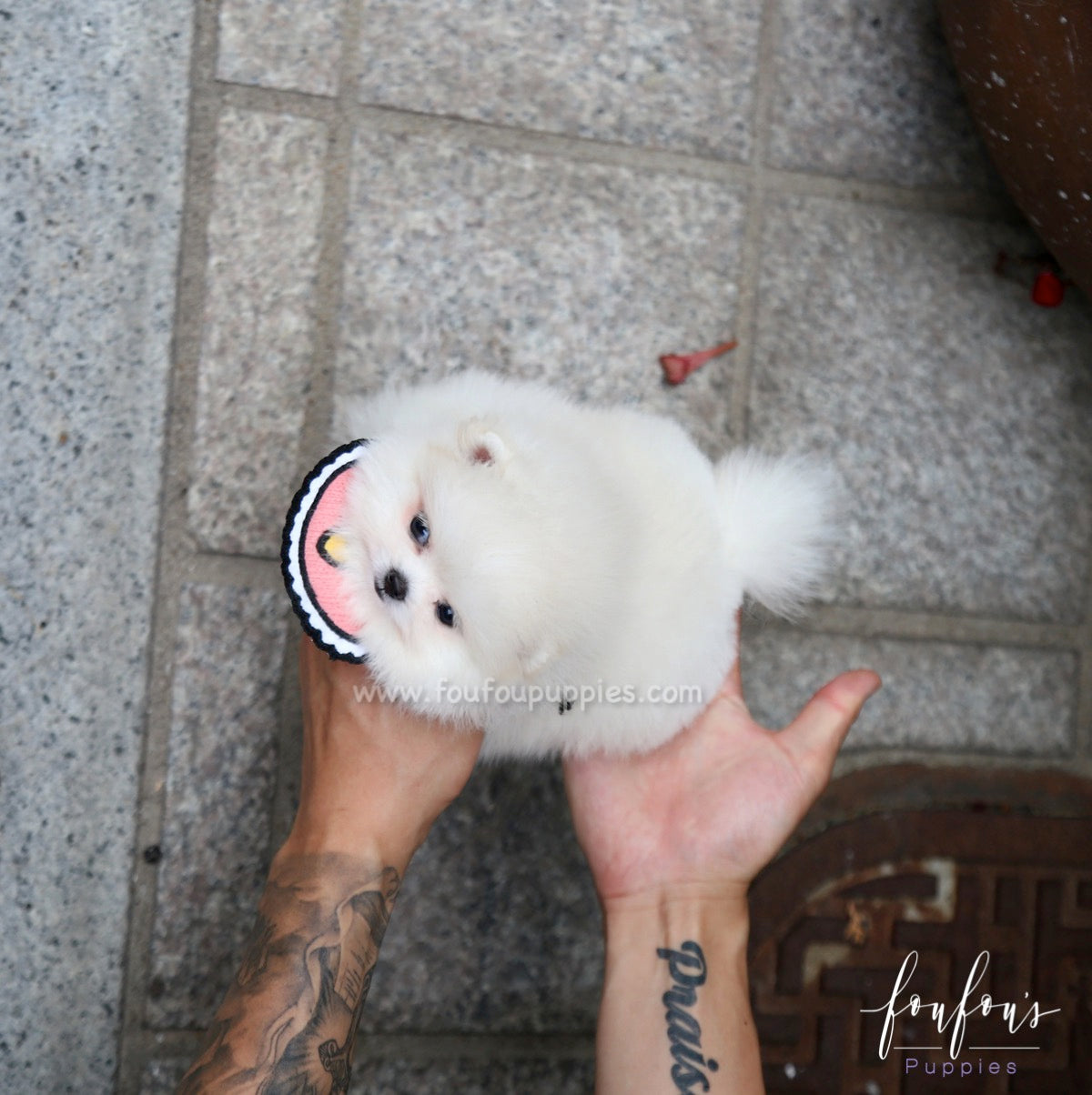 Coco - Pomeranian F.
