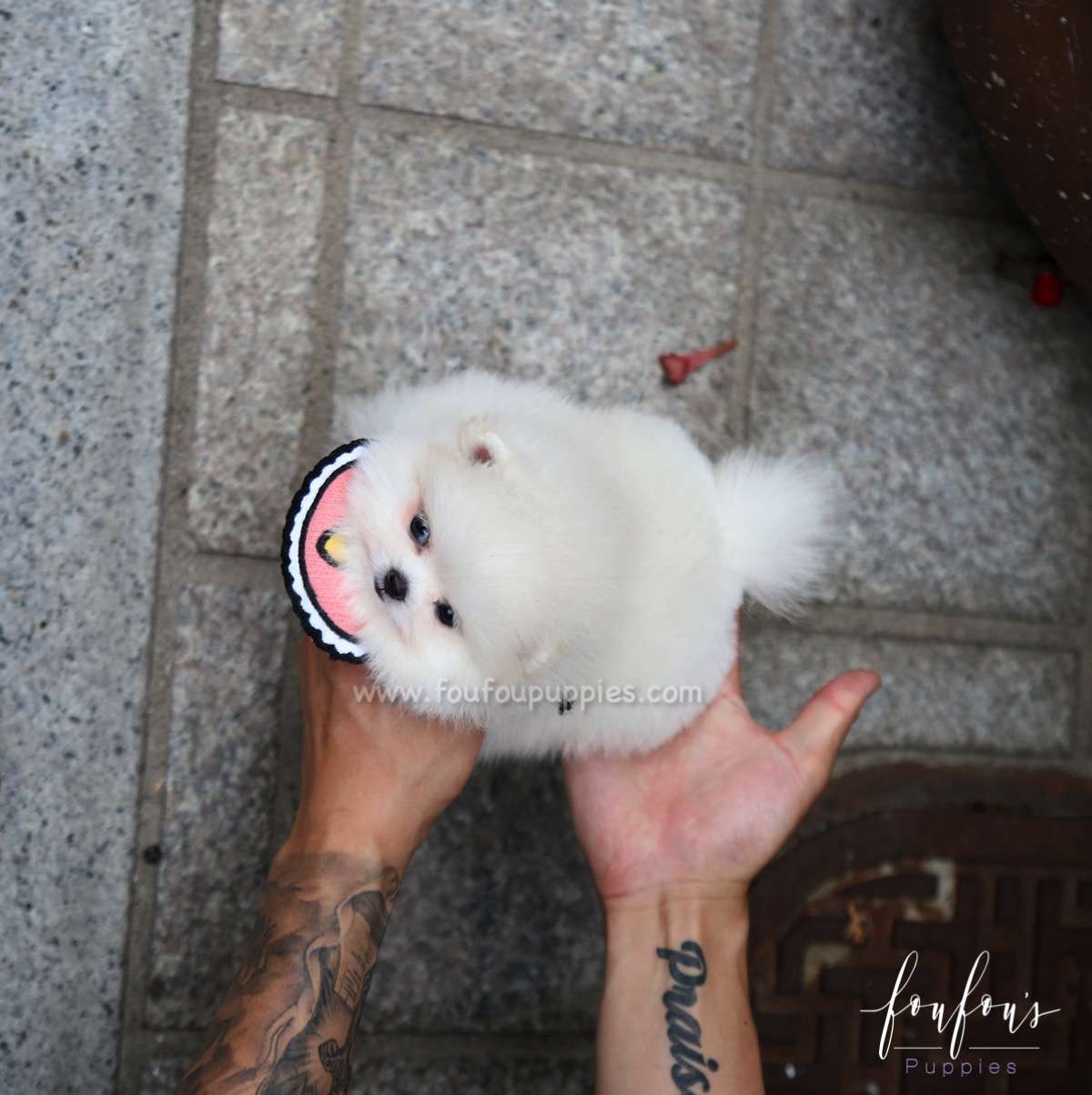 Coco - Pomeranian F.