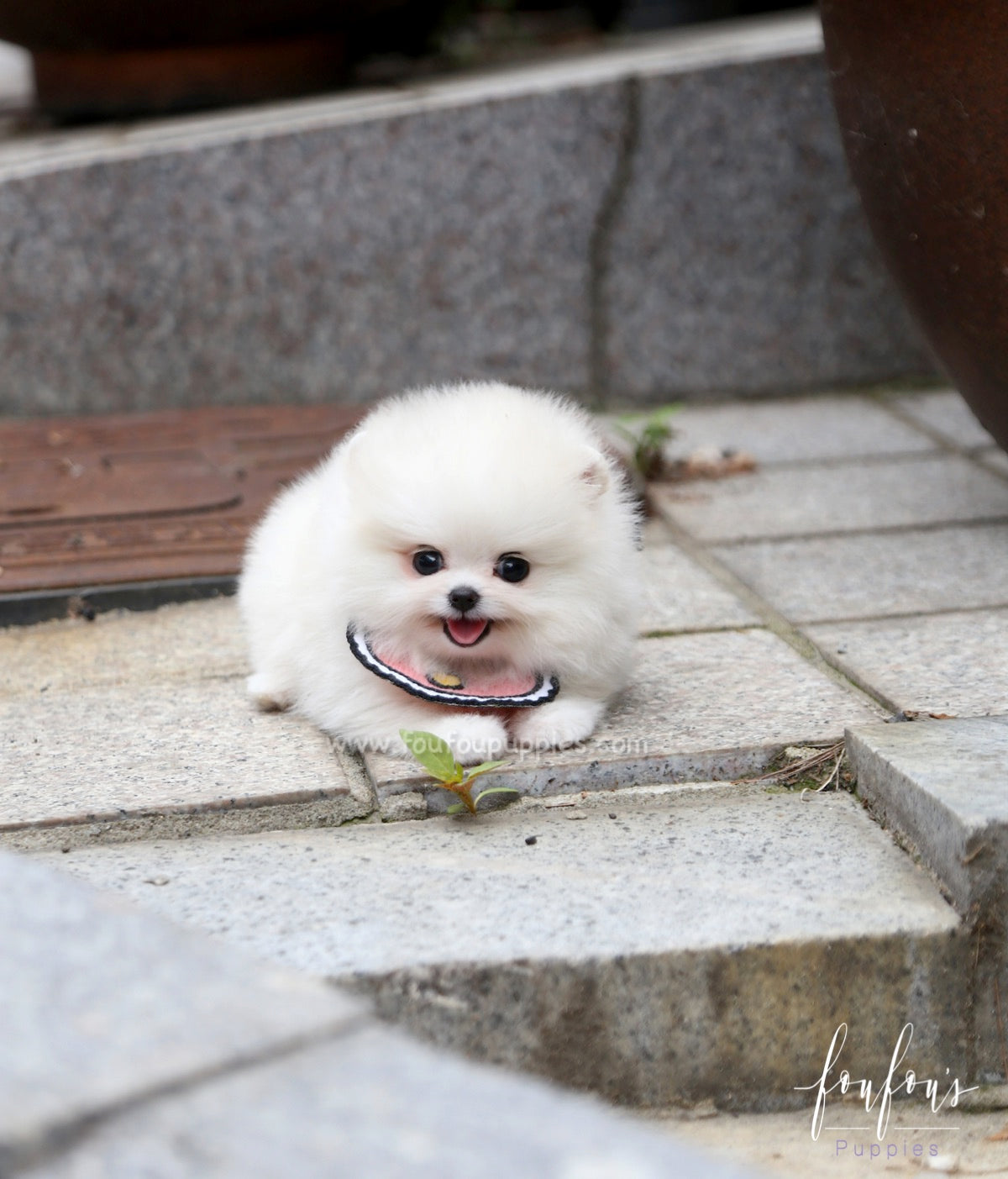 Coco - Pomeranian F.