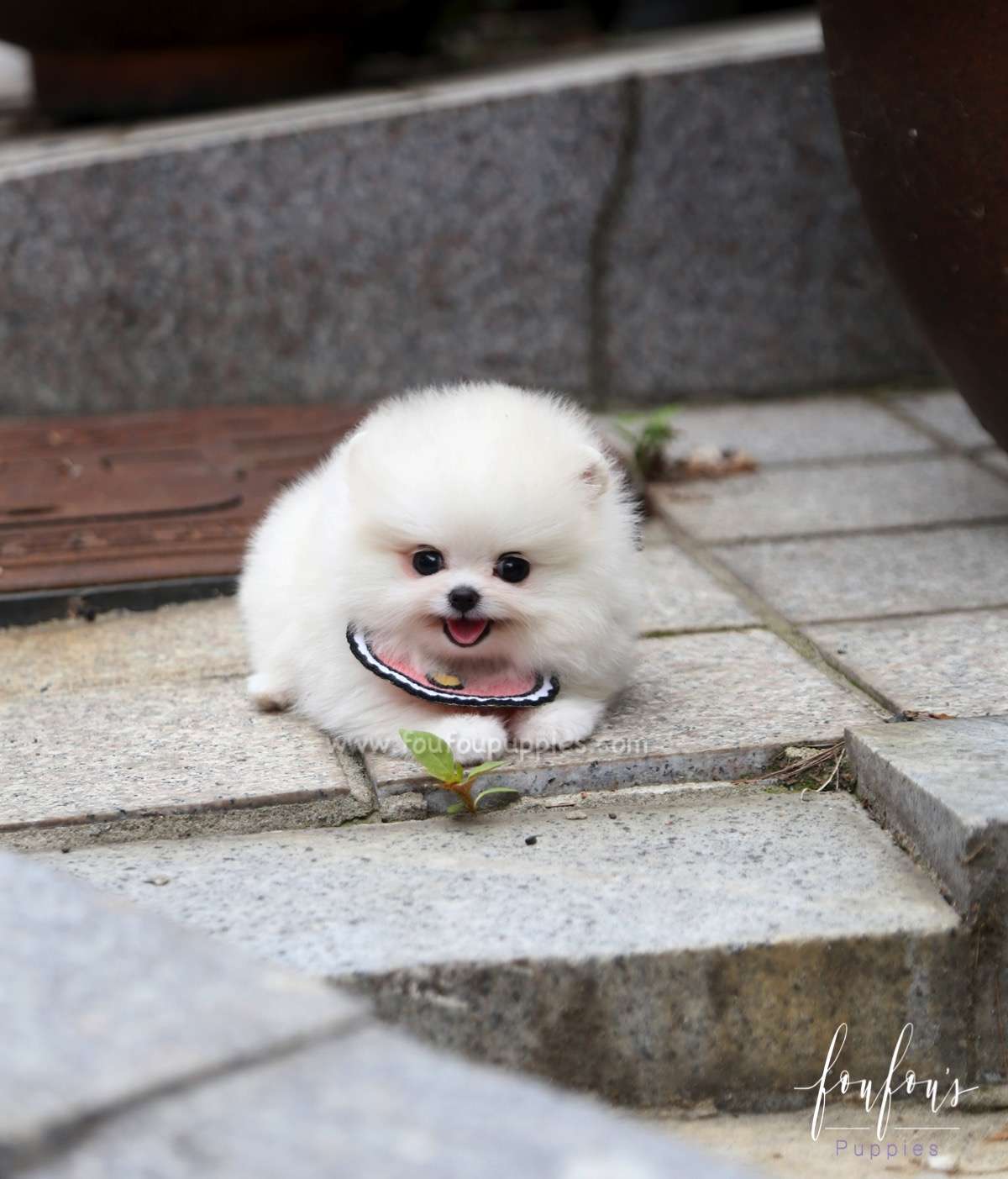 Coco - Pomeranian F.