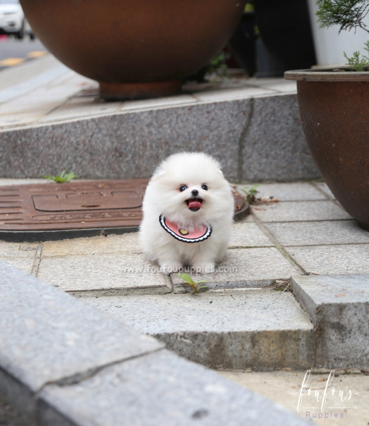 Coco - Pomeranian F.