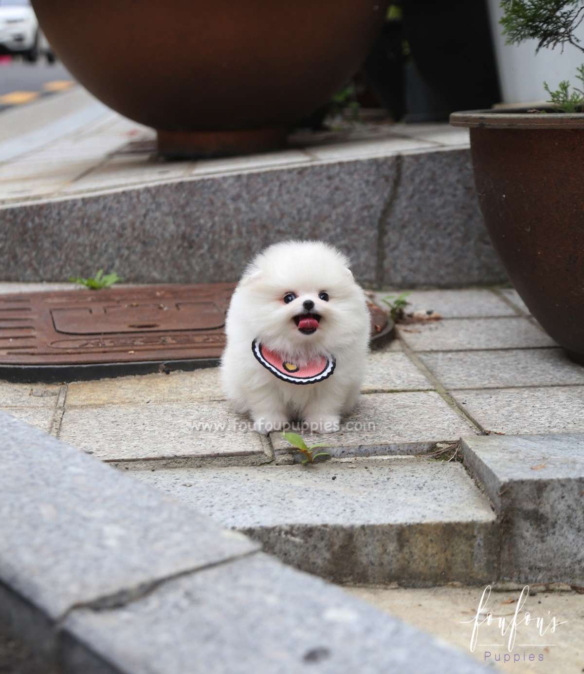 Coco - Pomeranian F.