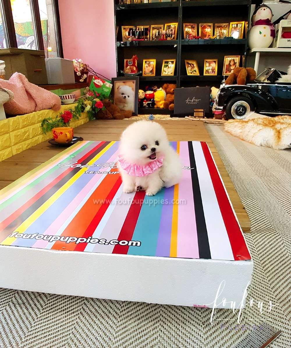 Nala - Pomeranian F.