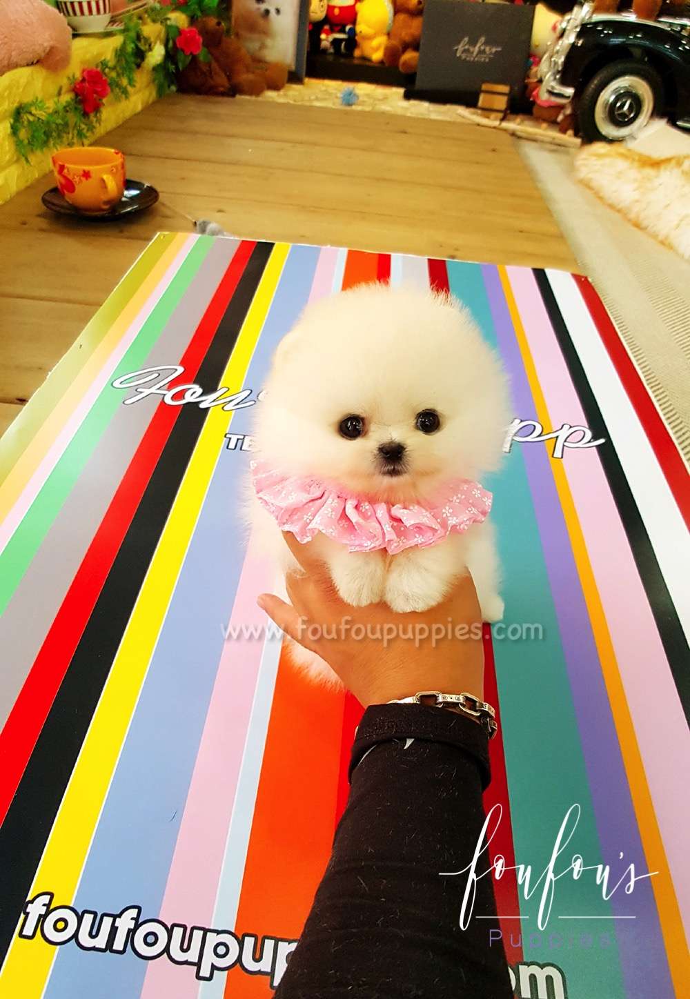 Nala - Pomeranian F.