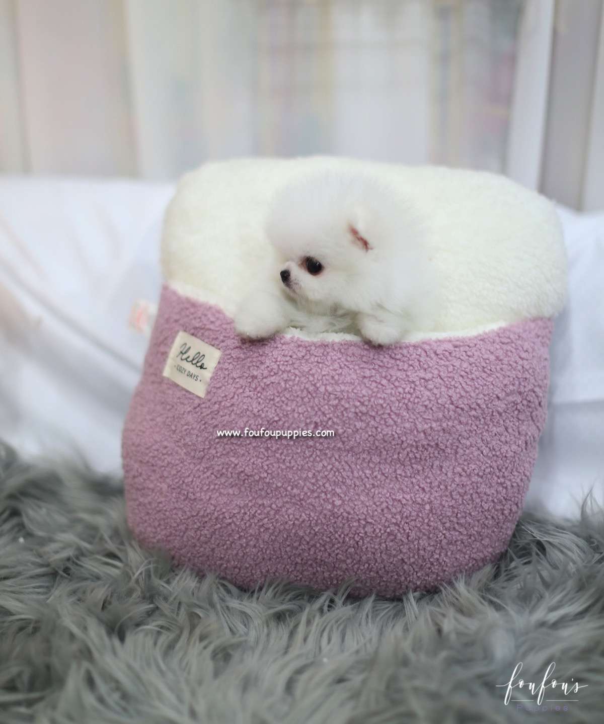 Bella - Pomeranian F.