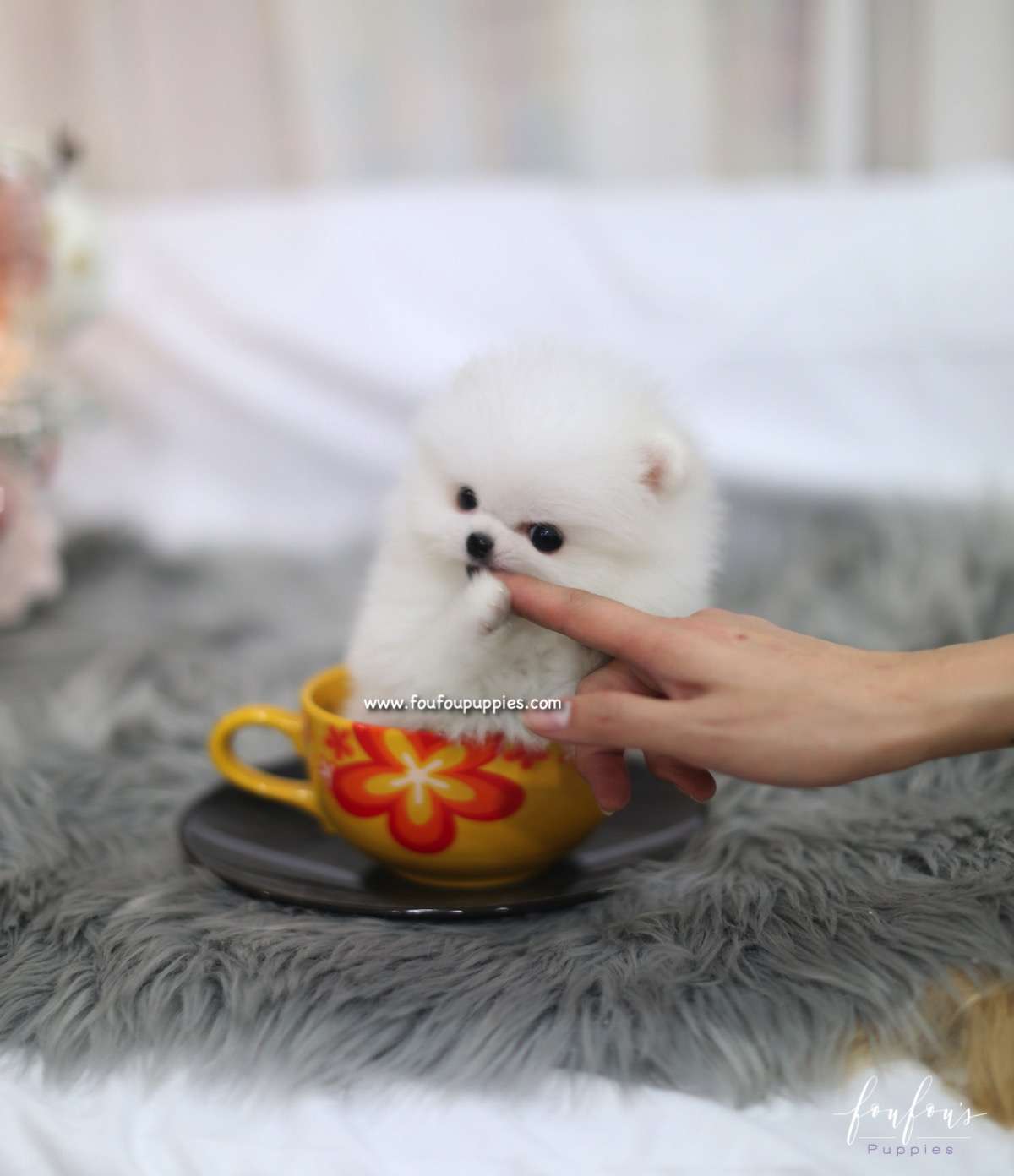 Bella - Pomeranian F.
