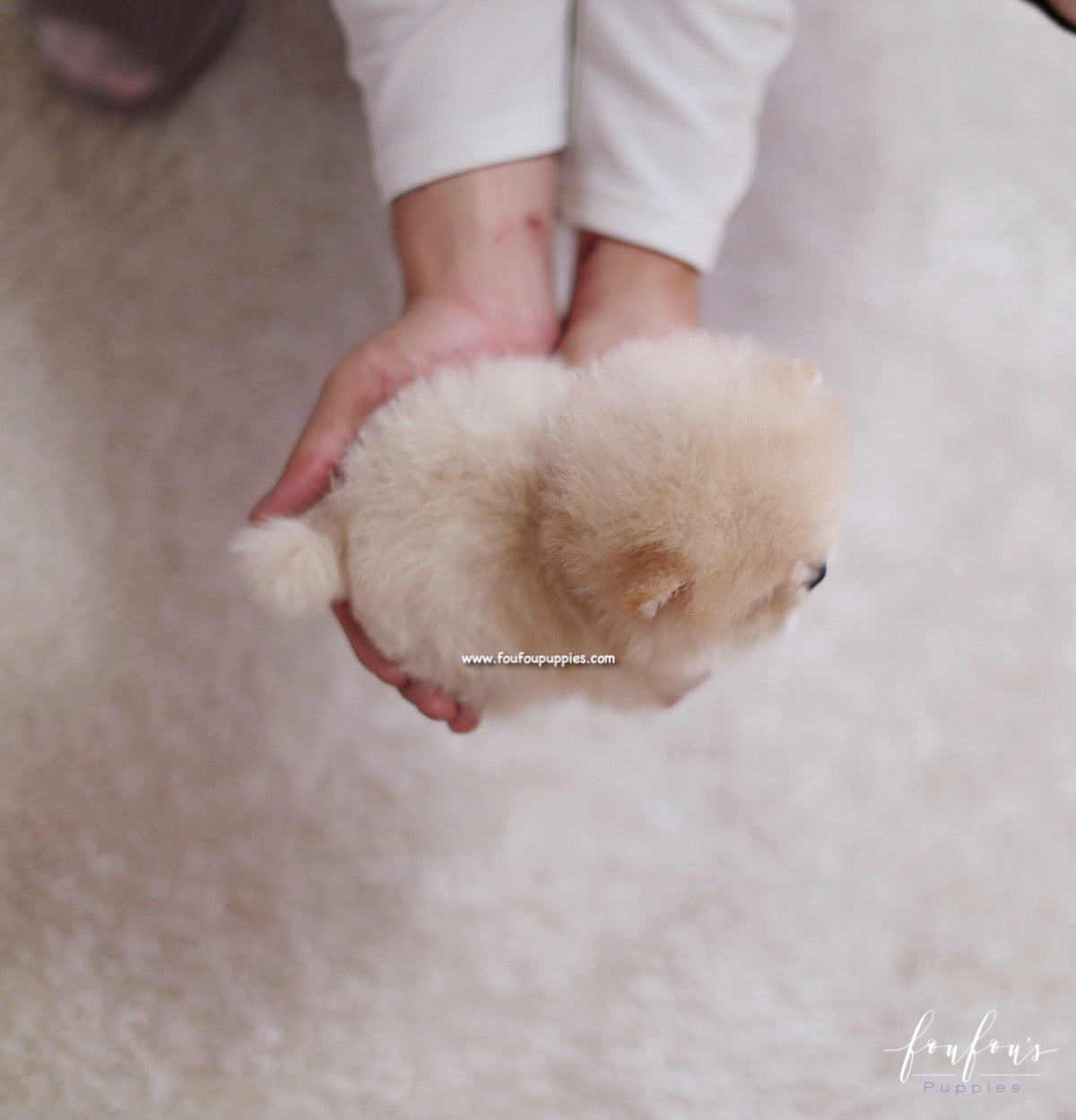 Fendi - Pomeranian F.