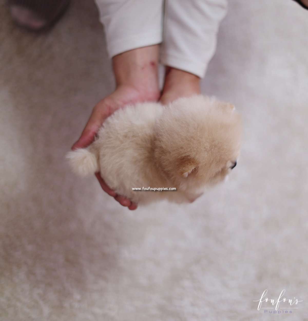 Fendi - Pomeranian F.