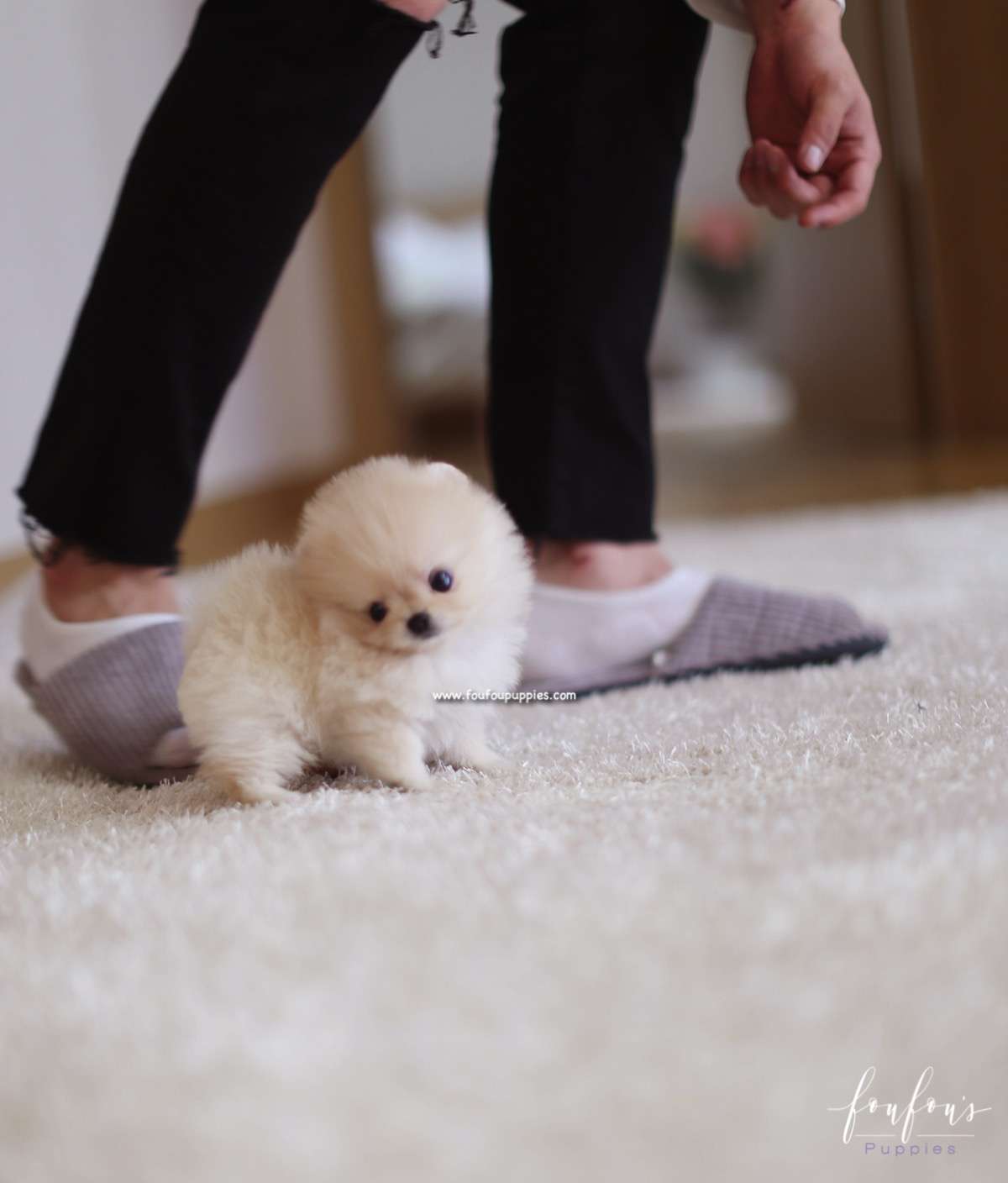 Fendi - Pomeranian F.