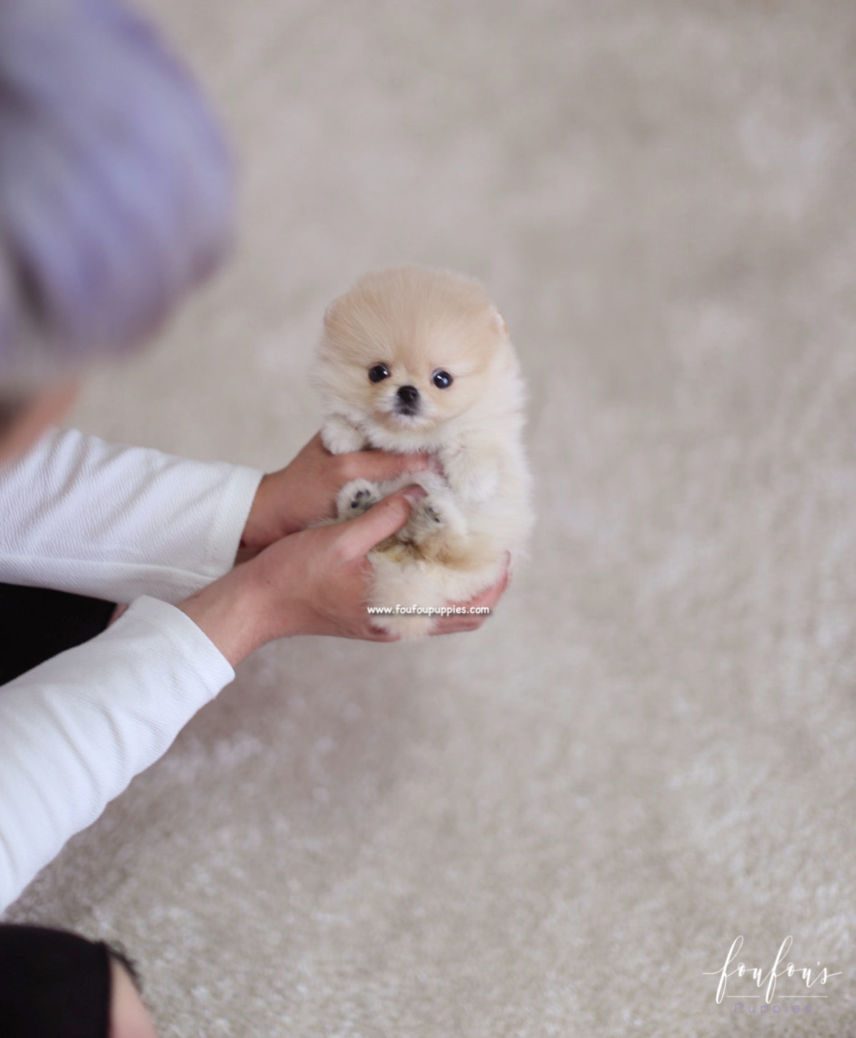 Fendi - Pomeranian F.