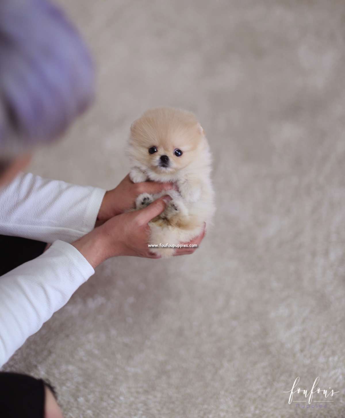 Fendi - Pomeranian F.
