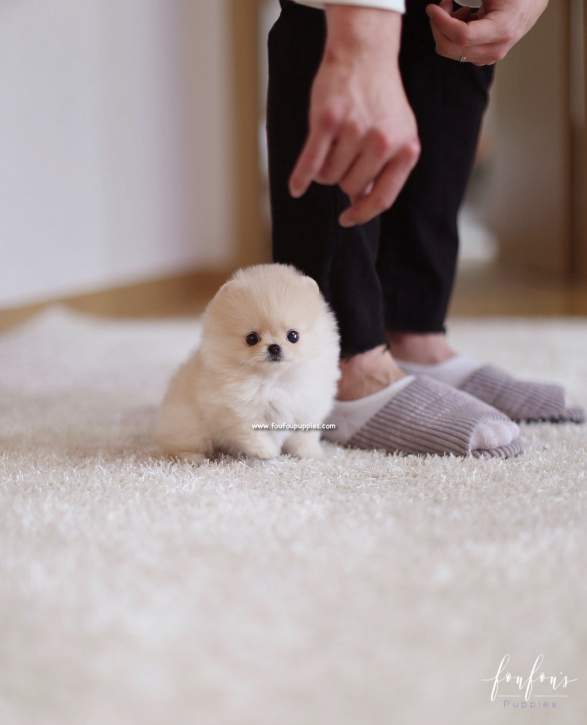 Fendi - Pomeranian F.