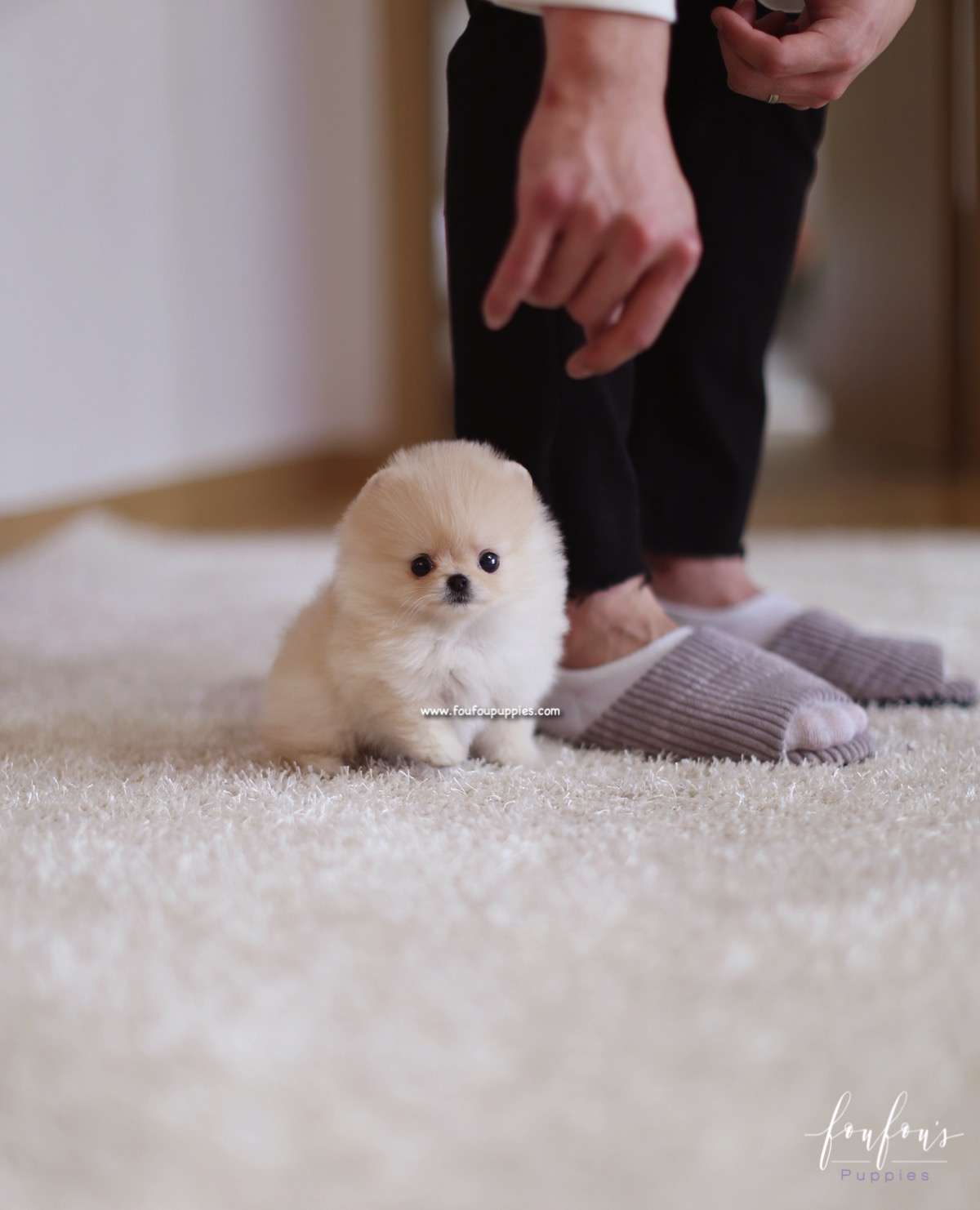 Fendi - Pomeranian F.