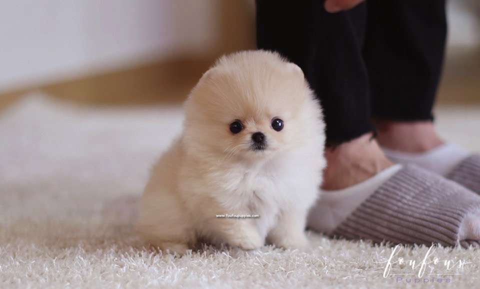 Fendi - Pomeranian F.